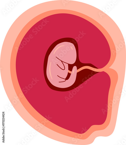 Human embryonic development Illustration 
