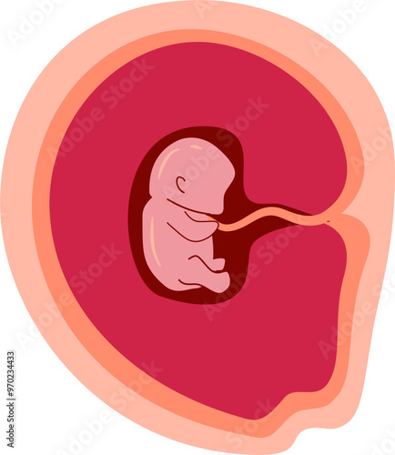 Human embryonic development Illustration 