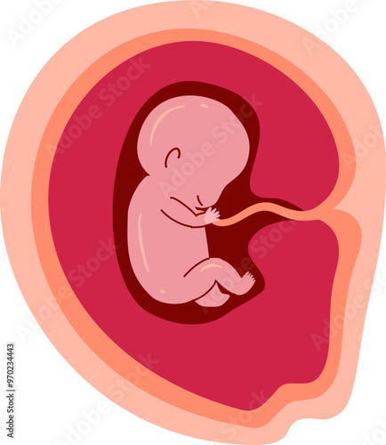 Human embryonic development Illustration 