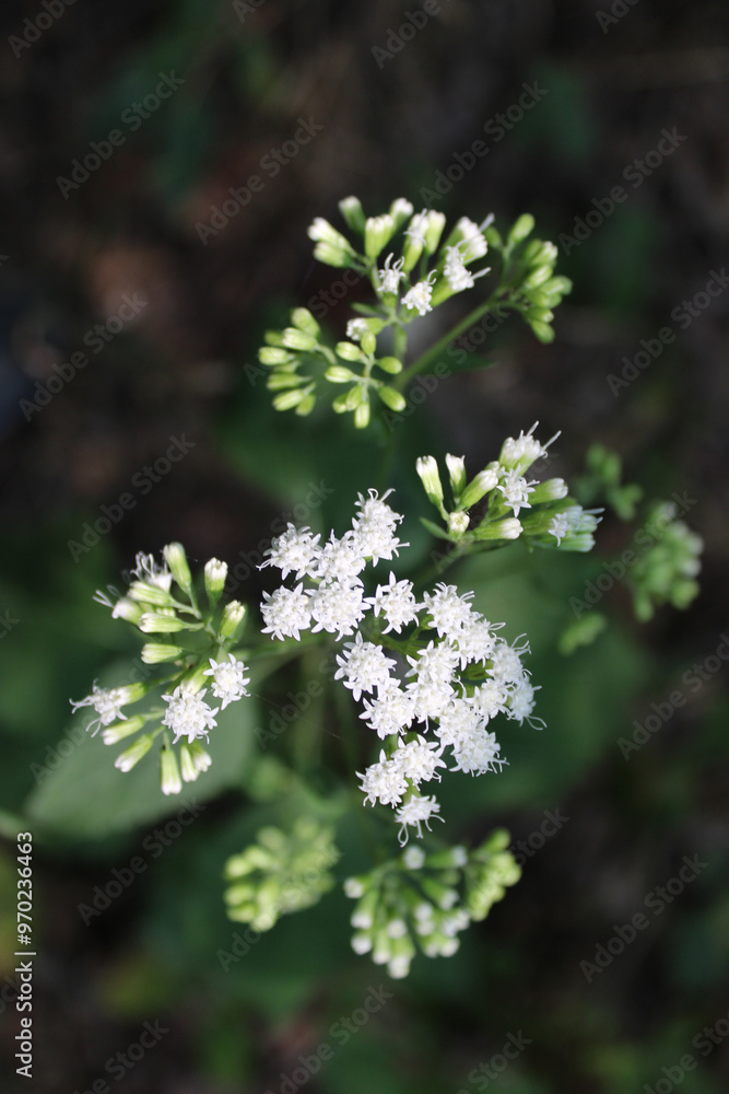 White snakeroot inflorescence at Camp Ground Road Woods in Des Plaines, Illinois White snakeroot inflorescence at Camp Ground Road Woods in Des Plaines, Illinois