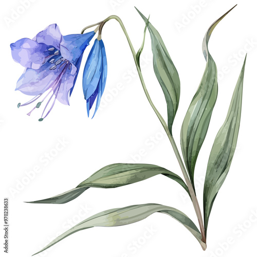 Watercolor illustration of dianella flower, isolated on a white background, and dianella vector photo