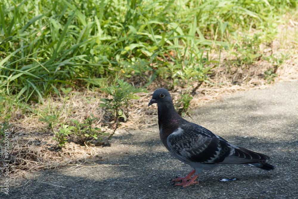 Obraz premium 公園の鳩(pigeon)