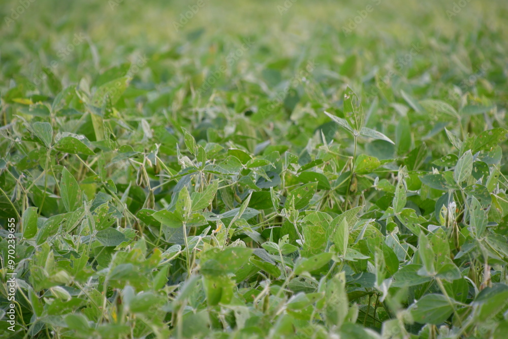 Soybean Plants Soybean Plants