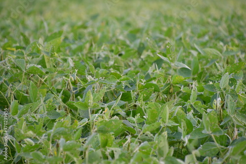 Soybean Plants