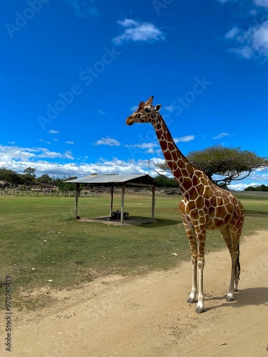 Canvas Print giraffe in the zoo