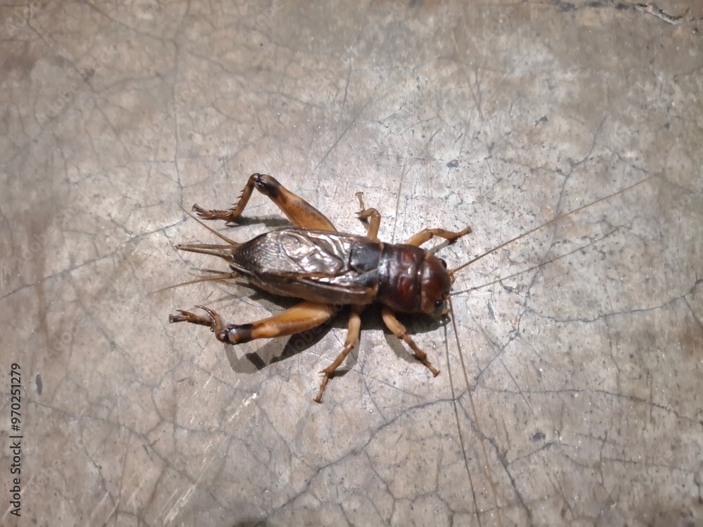 A giant cricket resting on a smooth, solid surface, displaying its intricate exoskeleton and long antennae.