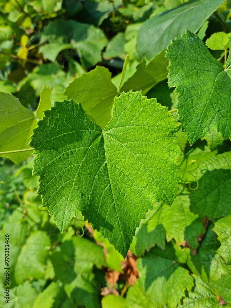 Close up of grape leaves. Close up of grape leaves.
