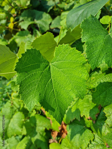 Close up of grape leaves.