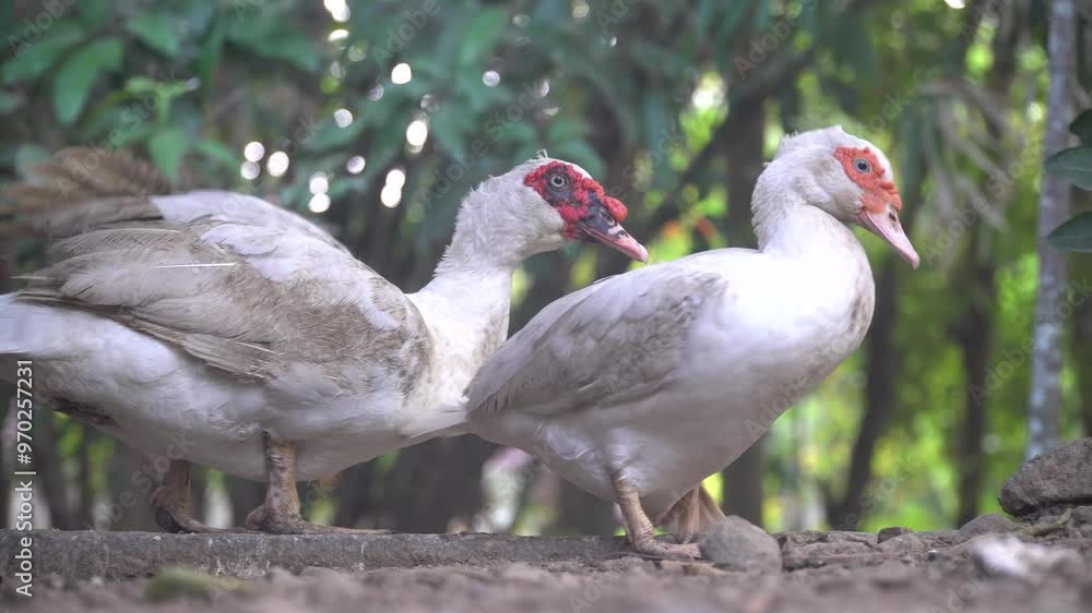 Two white muscovy ducks walking in the morning. Focus selected Two white muscovy ducks walking in the morning. Focus selected