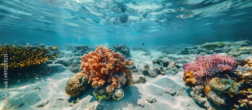 Fragments Of Coral Reefs On The Surface Of The Shore photo