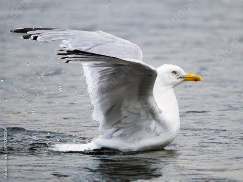 Splashing Gull