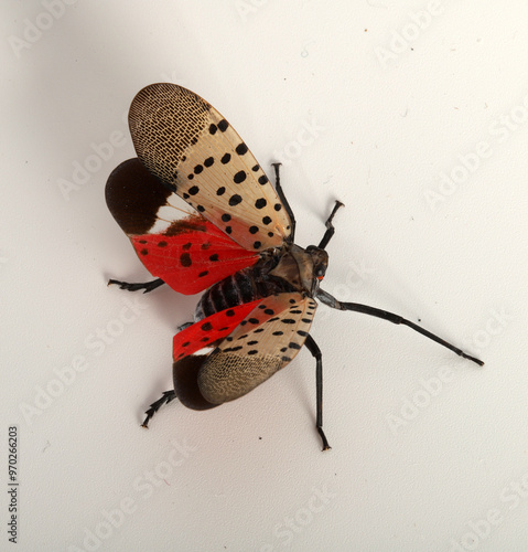 A Spotted lanternfly (Lycorma delicatula) spreads its wings in a defensive display, showing off the bright red, black and white hind wings that are hidden under the pale, spotted forewings. 