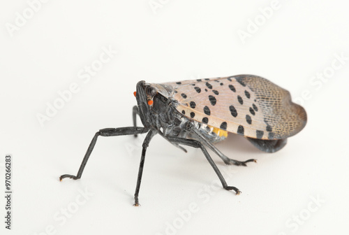 An invasive spotted lanternfly, Lycorma delicatula, on a white background.  The red / orange spots on the head are antennae; its eyes are black.  Photographed in Cleveland, Ohio.  photo