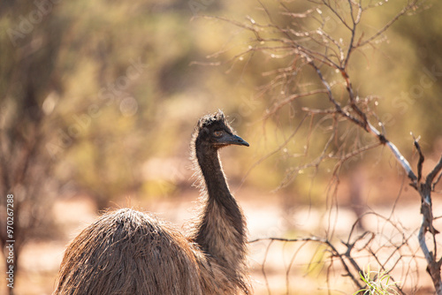 Emu in the Australian desert photo