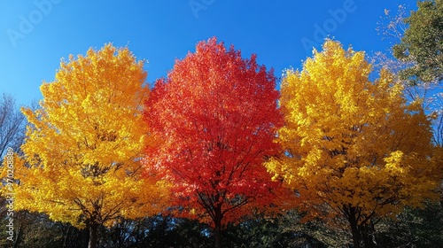 Vibrant Autumn Foliage