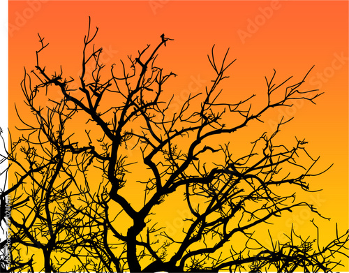 silueta arbol, arbusto, hojas, ramas, otoño, ilustracion, bosques, naturaleza, sequia, atmosfera