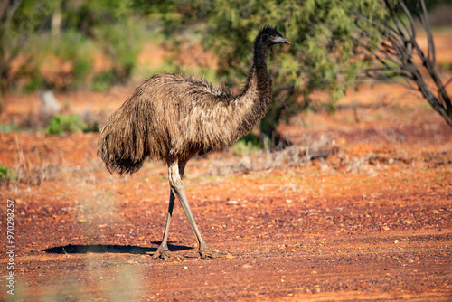 Emu in the Australian desert photo