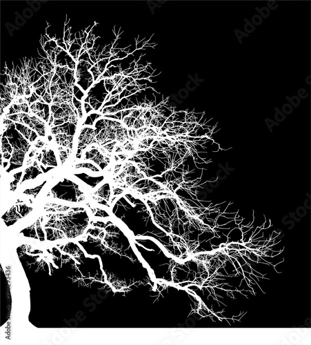 silueta arbol, arbusto, hojas, ramas, otoño, ilustracion, bosques, naturaleza, sequia, atmosfera