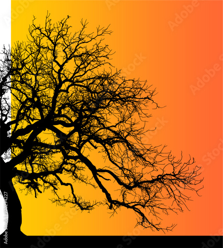 silueta arbol, arbusto, hojas, ramas, otoño, ilustracion, bosques, naturaleza, sequia, atmosfera