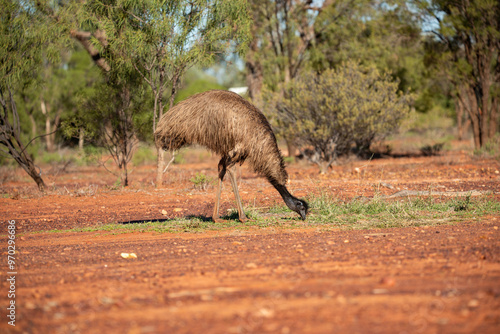 Emu in the Australian desert photo