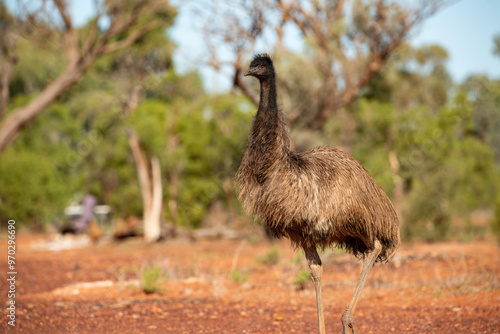 Emu in the Australian desert