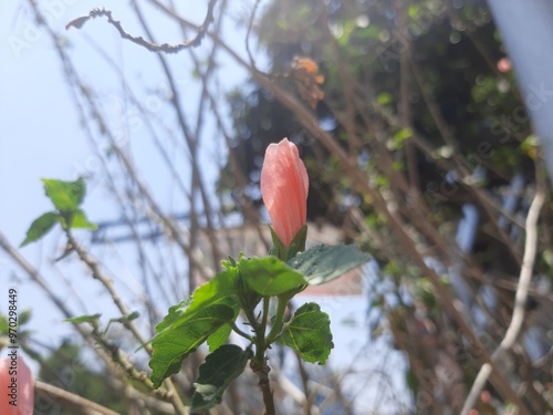 Pink flower, Flor de color rosa 445 photo