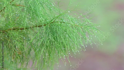 Tamarisk branches with rain drops 4K Super Slow Motion 240fps Footage photo