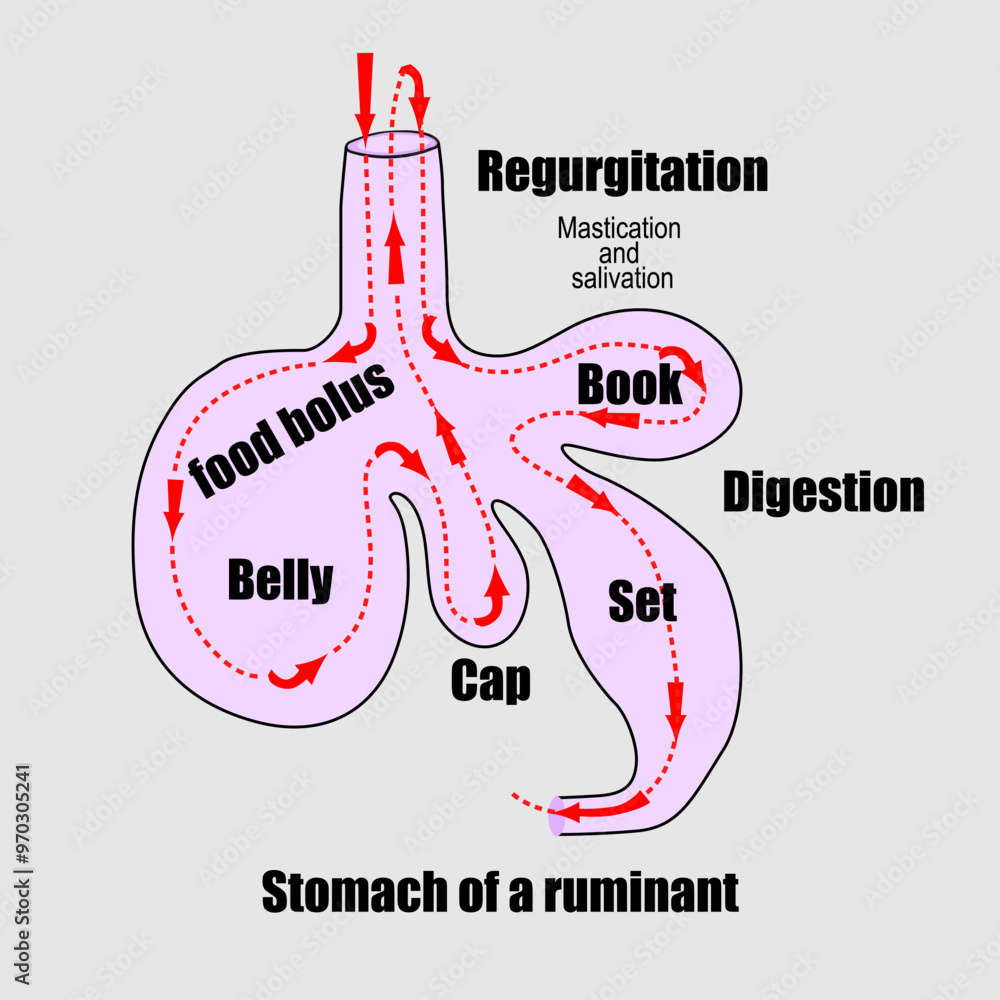 Normal Rumen Wall The stomach of ruminants is divided into 4 compartments: the rumen ...
