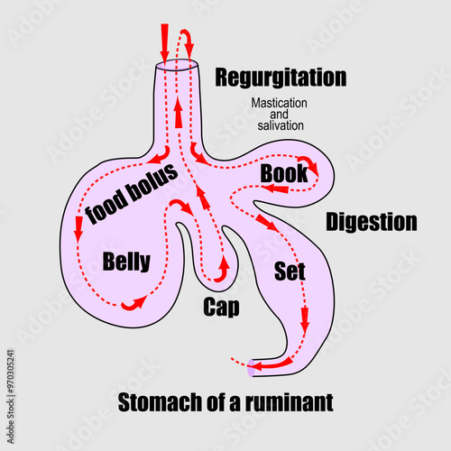 The stomach of ruminants is divided into 4 compartments: the rumen, reticulum, booklet and rennet.