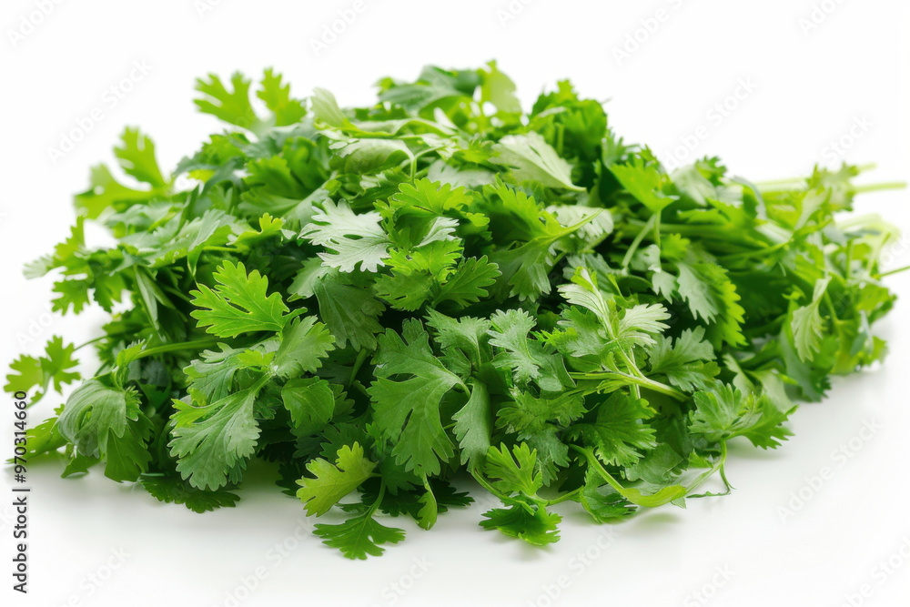 fresh coriander isolated on white background fresh coriander isolated on white background
