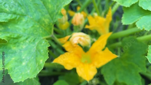 Green leaves and yellow flowers of Cucurbita pepo in a summer garden. photo