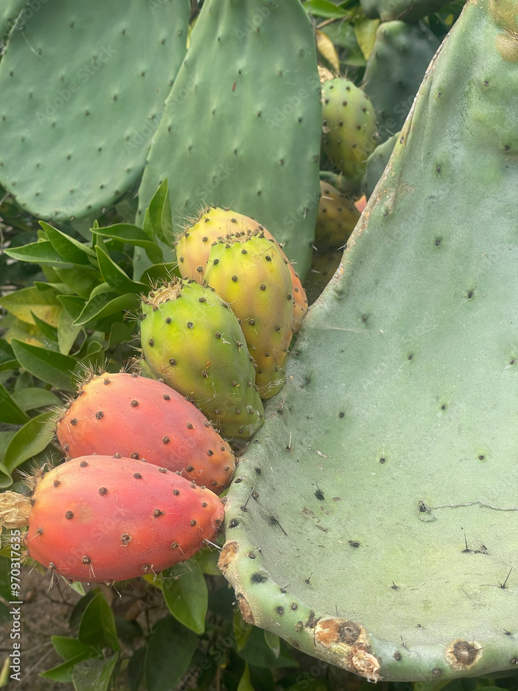 prickly pear cactus prickly pear cactus