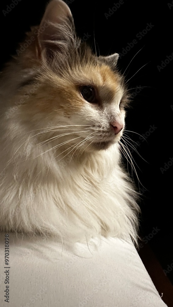 portrait of a cat portrait of a cat