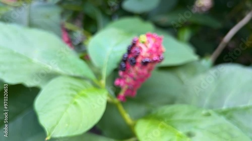 Pokeweed or pokeberry foliage and fruit. Pokeweed or pokeberry on the green branch, scientific name is phytolacca acinosa. photo