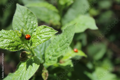 ladybug on green leaf in sunshine 