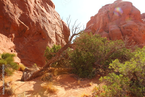 Tree on top of red rocks in the desert 