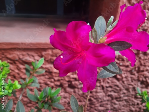 Purple flower in a garden in the city, Flor morada en un jardín en la ciudad 670 photo