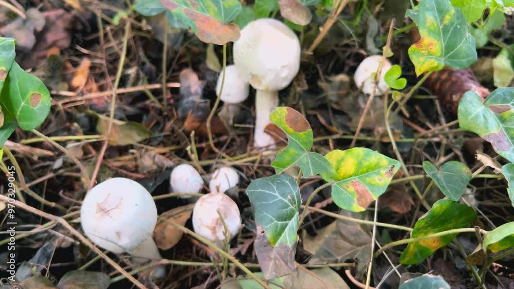 Agaricus mushrooms in the forest. Agaricus mushrooms in the forest.