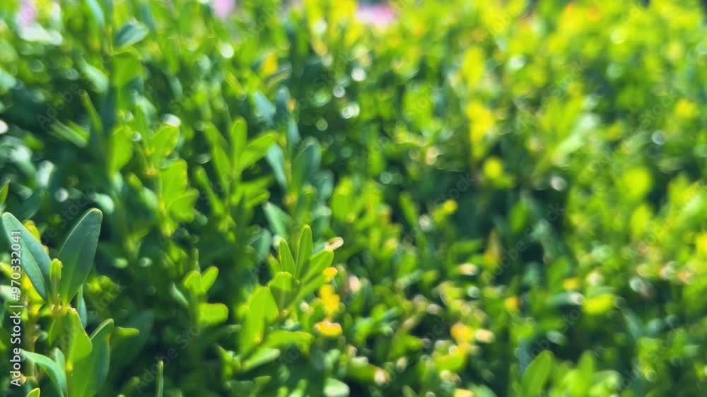 Green branches of Buxus sempervirens on background Allium senescens flowers in the summer garden. Green branches of Buxus sempervirens on background Allium senescens flowers in the summer garden.