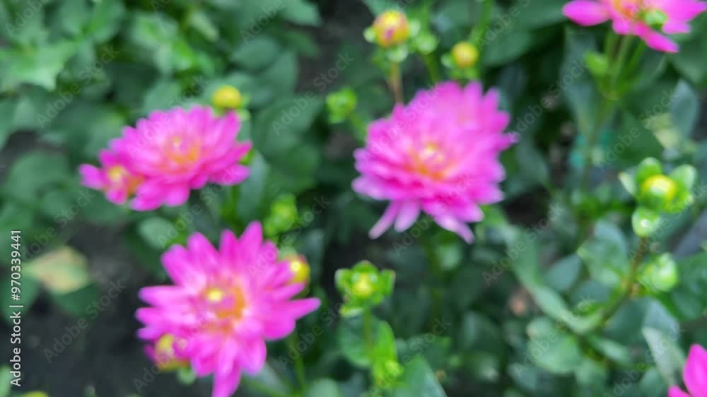Pink dahlia flower buds in a summer garden. Pink dahlia flower buds in a summer garden.