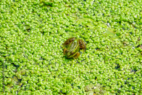 A Seoul pond frog(Pelophylax chosenicus,) on duckweed of Gwangokji Reservoir near Siheung-si, South Korea  photo