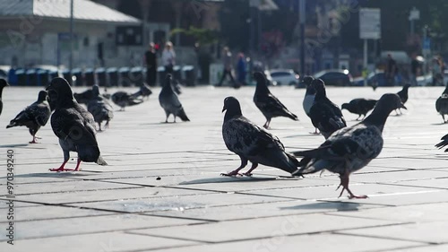 Stock doves with feathered beaks adapt to sharing asphalt with people at events photo