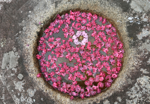 Top angle view of petals of lagerstroemia flower on water at Jongojeong Pavilion near Gyeongju-si, South Korea  photo