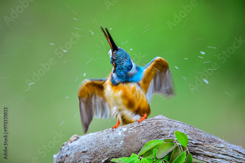 A Common Kingfisher on branch is shaking its head to shake off the water, South Korea  photo