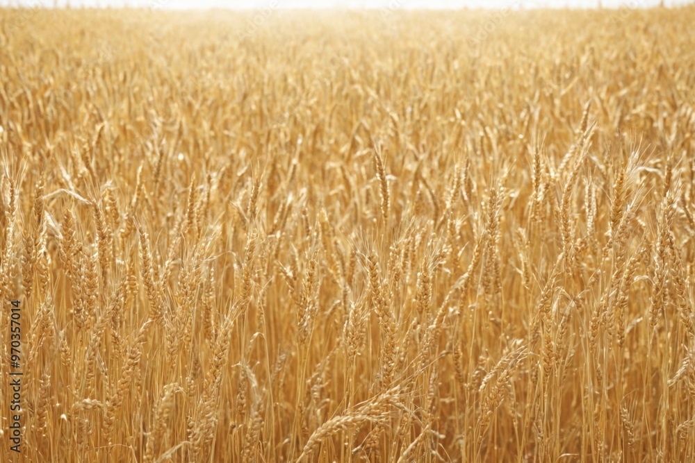 Close-up field tall golden wheat plants plants are PNG Blue sky Close-up field tall golden wheat plants plants are PNG Blue sky