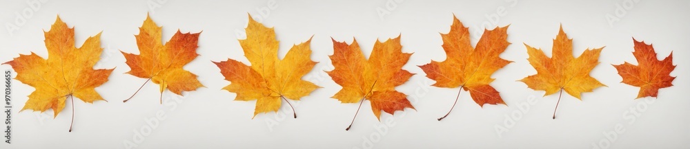 Group six maple leaves different shades orange yellow Collection Group six maple leaves different shades orange yellow Collection