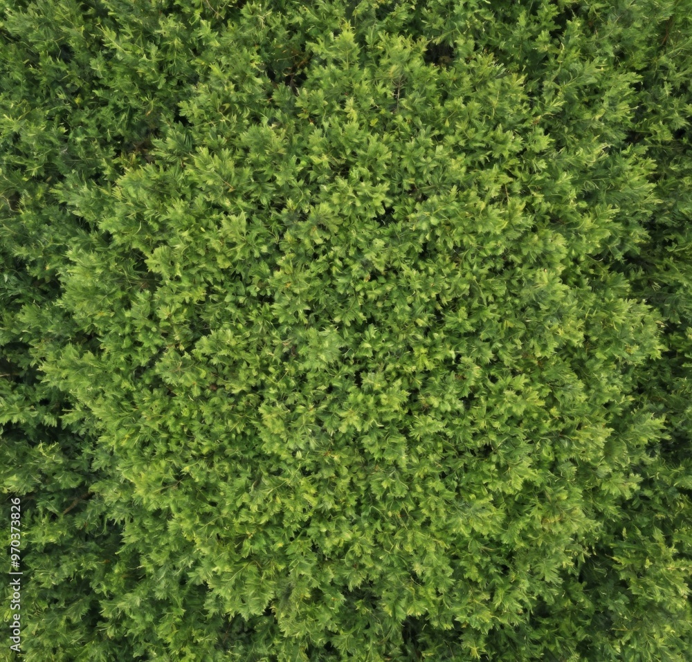 Top view tree spherical shape appears to be PNG Lush green Top view tree spherical shape appears to be PNG Lush green