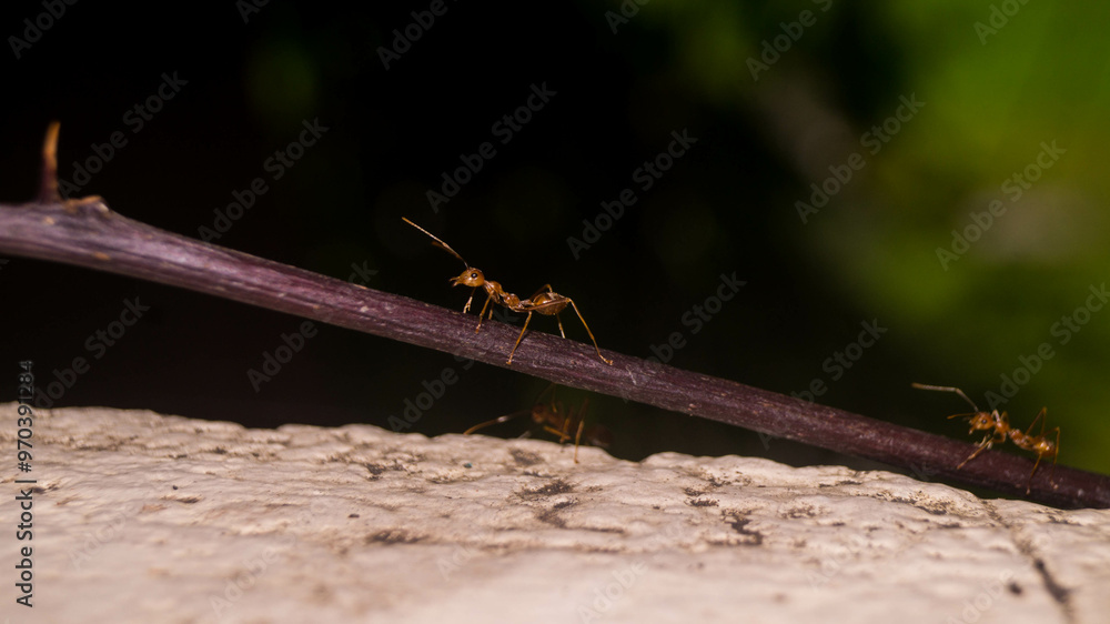 A photo of weaver ant. A photo of weaver ant.