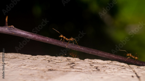 A photo of weaver ant. photo