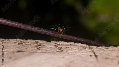 A photo of weaver ant.